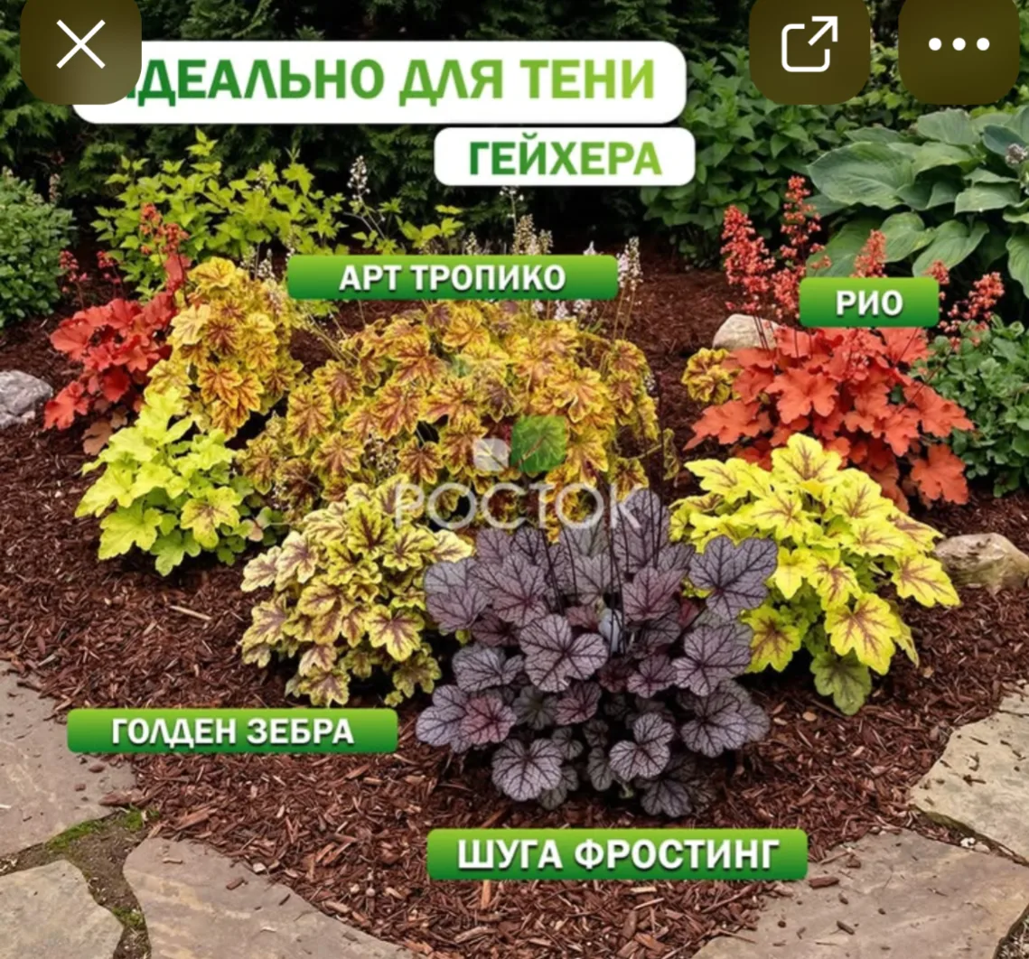 ИДЕАЛЬНА ДЛЯ ТЕНИ- ГЕЙХЕРА (МНОГОЛЕТНИК)