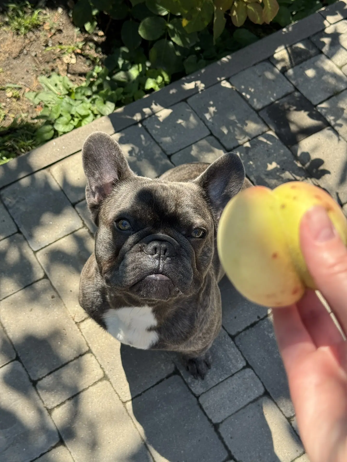 А у нас персики поспевают🙂, Найк тоже хочет, но ему нельзя!

🍑🪴