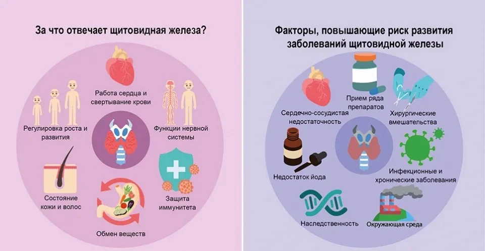 ЧТО ТАКОЕ ЩИТОВИДНАЯ ЖЕЛЕЗА? 🌟 🔎 ЗА ЧТО ОНА ОТВЕЧАЕТ?  ЧТО МОЖЕТ ЕЙ ПОМЕШАТЬ РАБОТАТЬ ХОРОШО? ⚠️  Пр