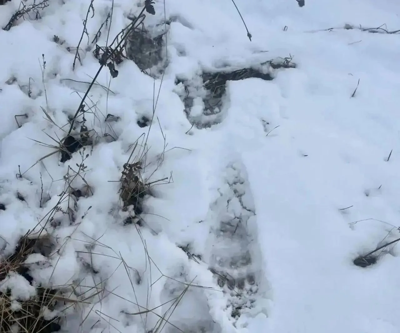 👣 Следы медведя заметили в Улетовском округе