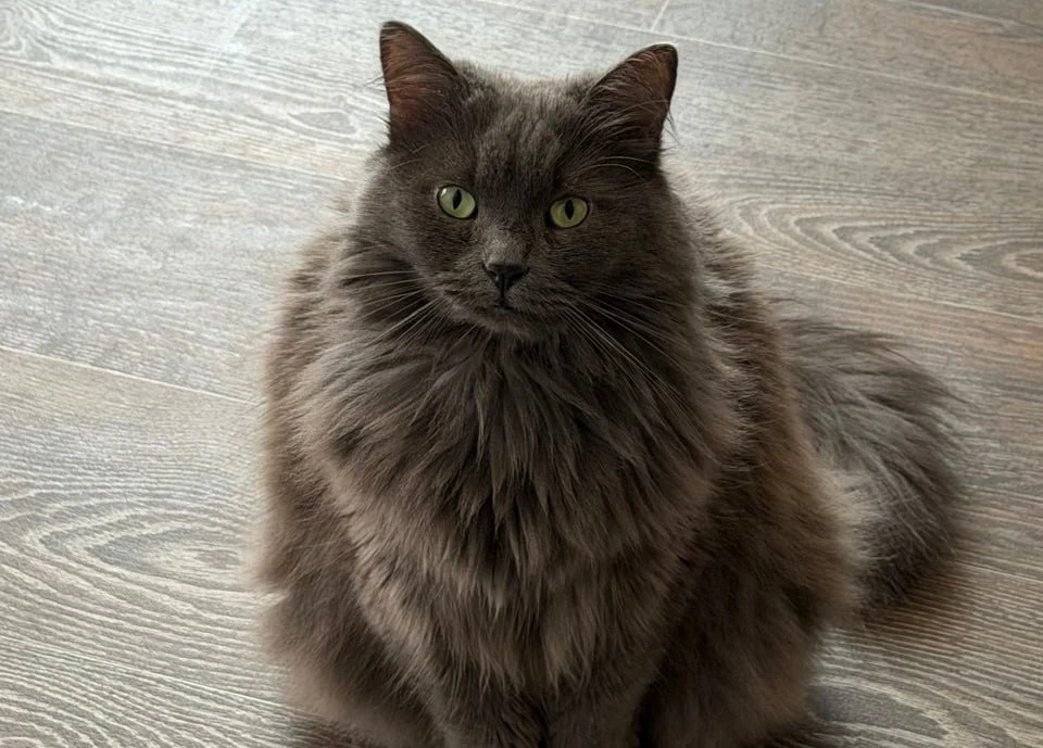 🐈 Россия стала самой «кошачьей» страной мира