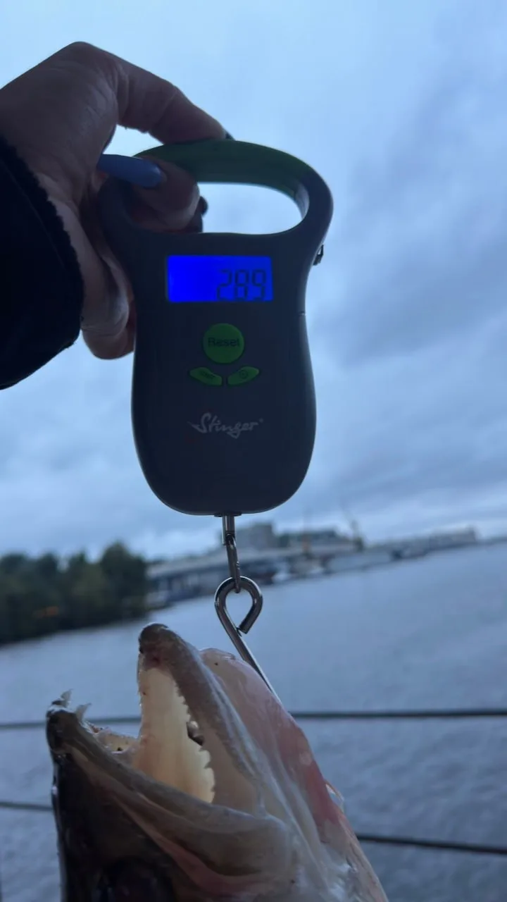 Вода в Неве начала стремительно остывать, осенние береговые точки заработали! Судак зак...