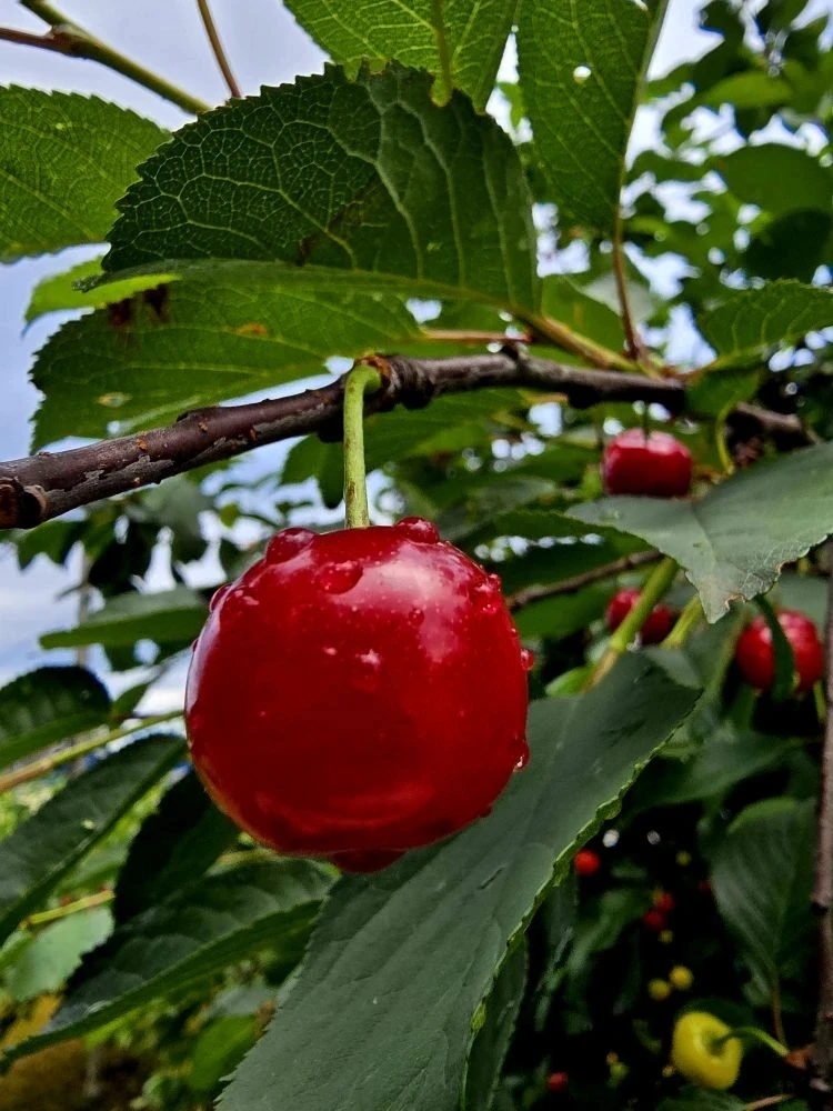 📆 Ура, сегодня работаем на час меньше!
