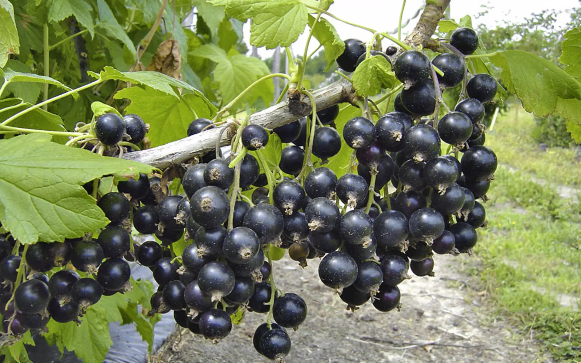 🍇 Опудриваю смородину в августе-сентябре фирменным порошком: в 2027 году ягод будет мо...