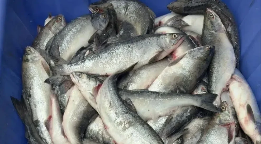 🐟 Лимаренко: горбуши меньше, но «Доступная рыба» продолжит работать