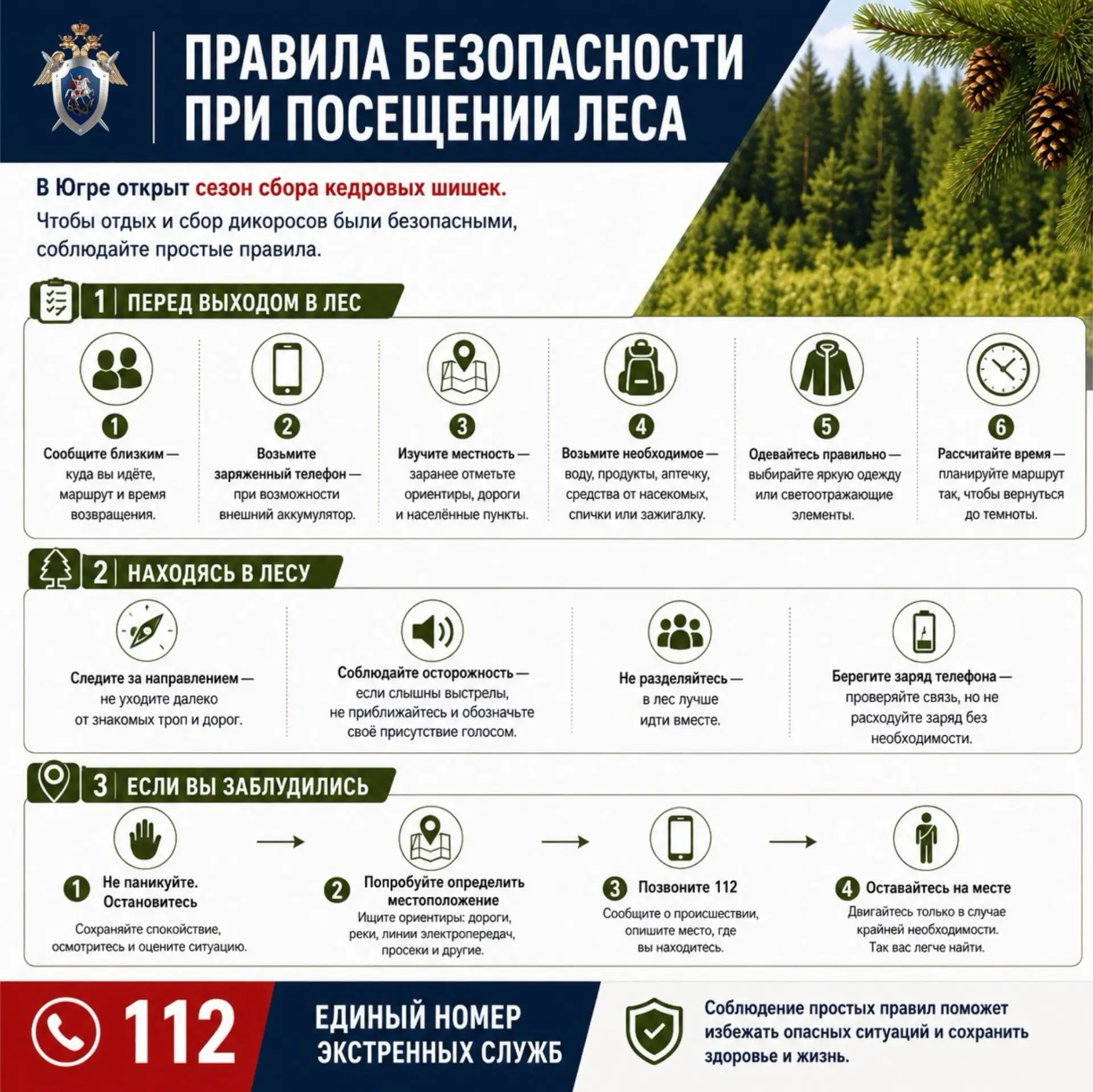 С 25 августа в Югре открыт сезон сбора кедровых шишек. В связи с увеличением числа жите...