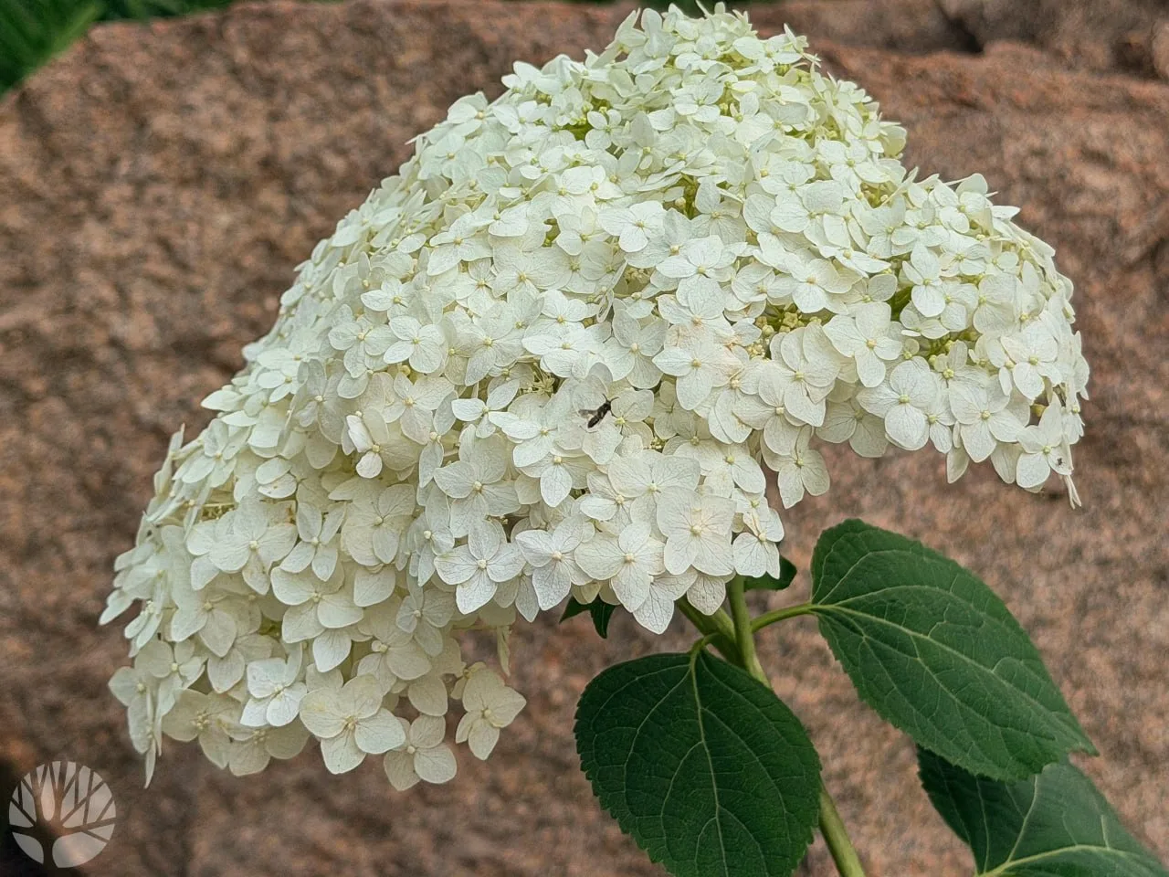 🌿 В городских парках начинают распускаться гортензии.