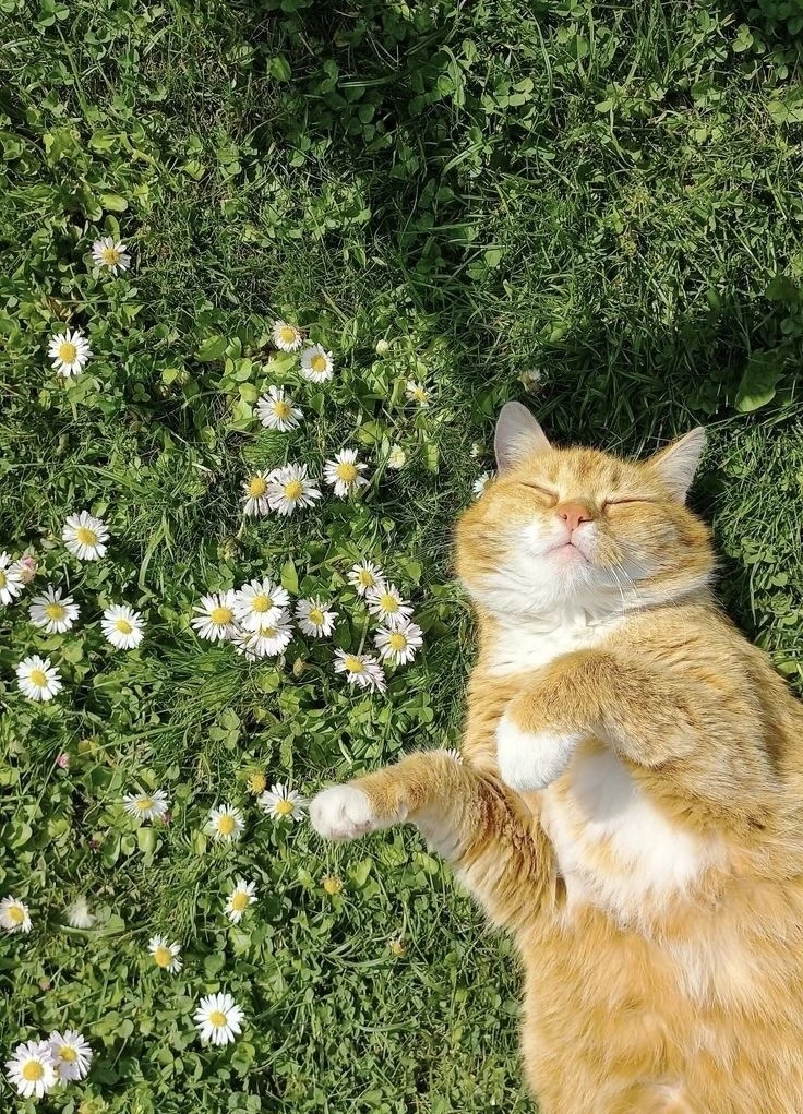 Доброе утро, уважаемые подписчики! ☀️