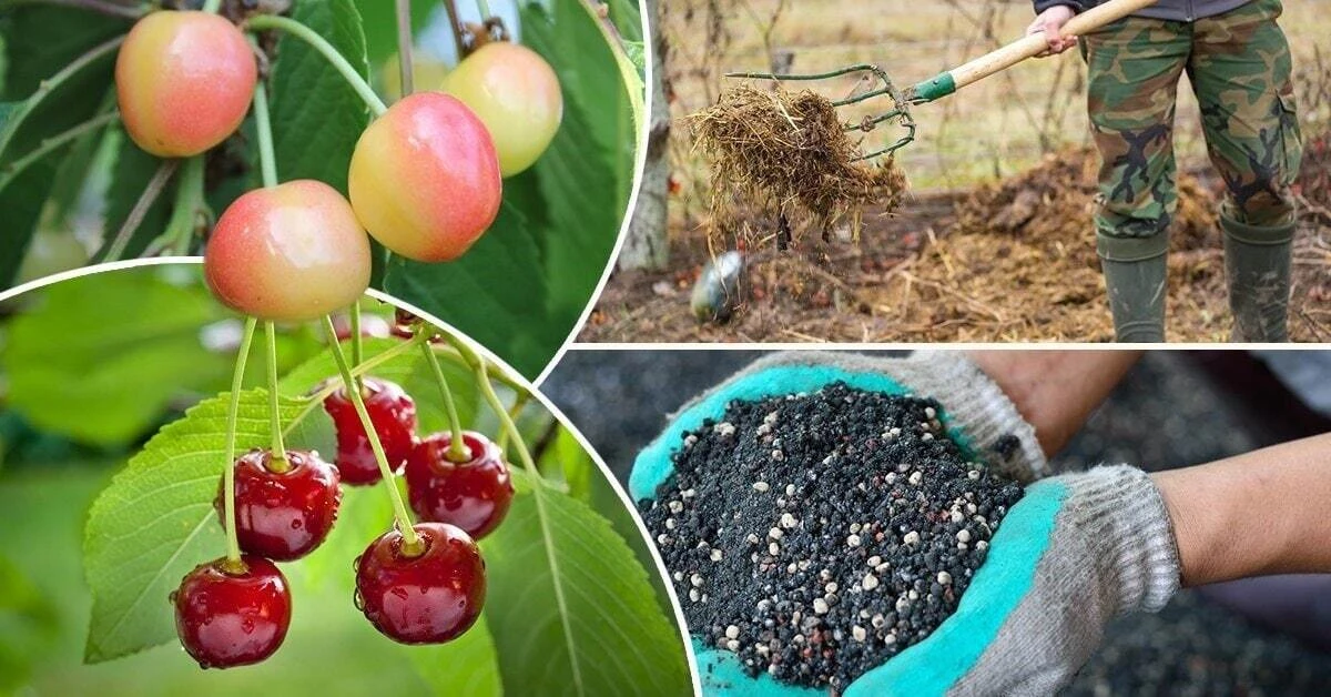 Чем подкармливать вишню?🍒
⠀
Подкормка весной - зола, по литровой банке, по влажной почве, по периме