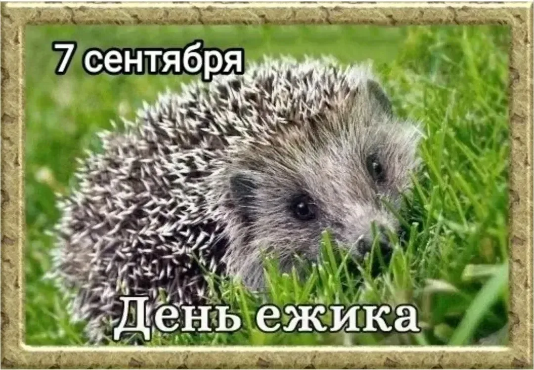 В день ёжика — это неофициальный экологический праздник, который отмечают 7 сентября - ...