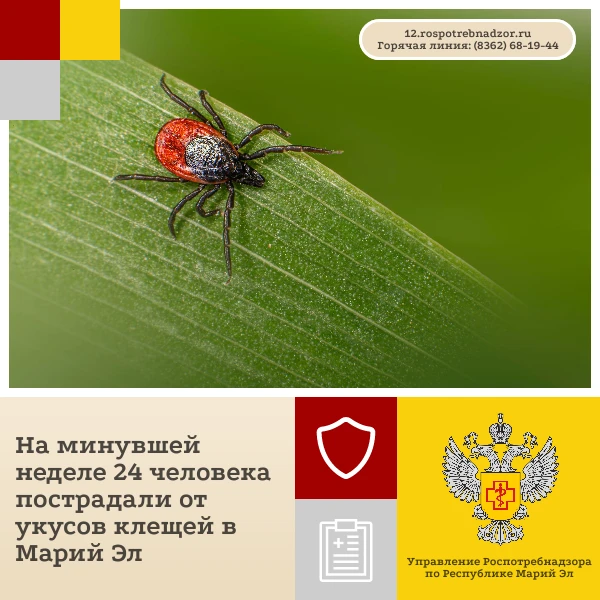 За прошедшую неделю с 20 по 26 июля  за медицинской помощью обратились 24 пострадавших ...