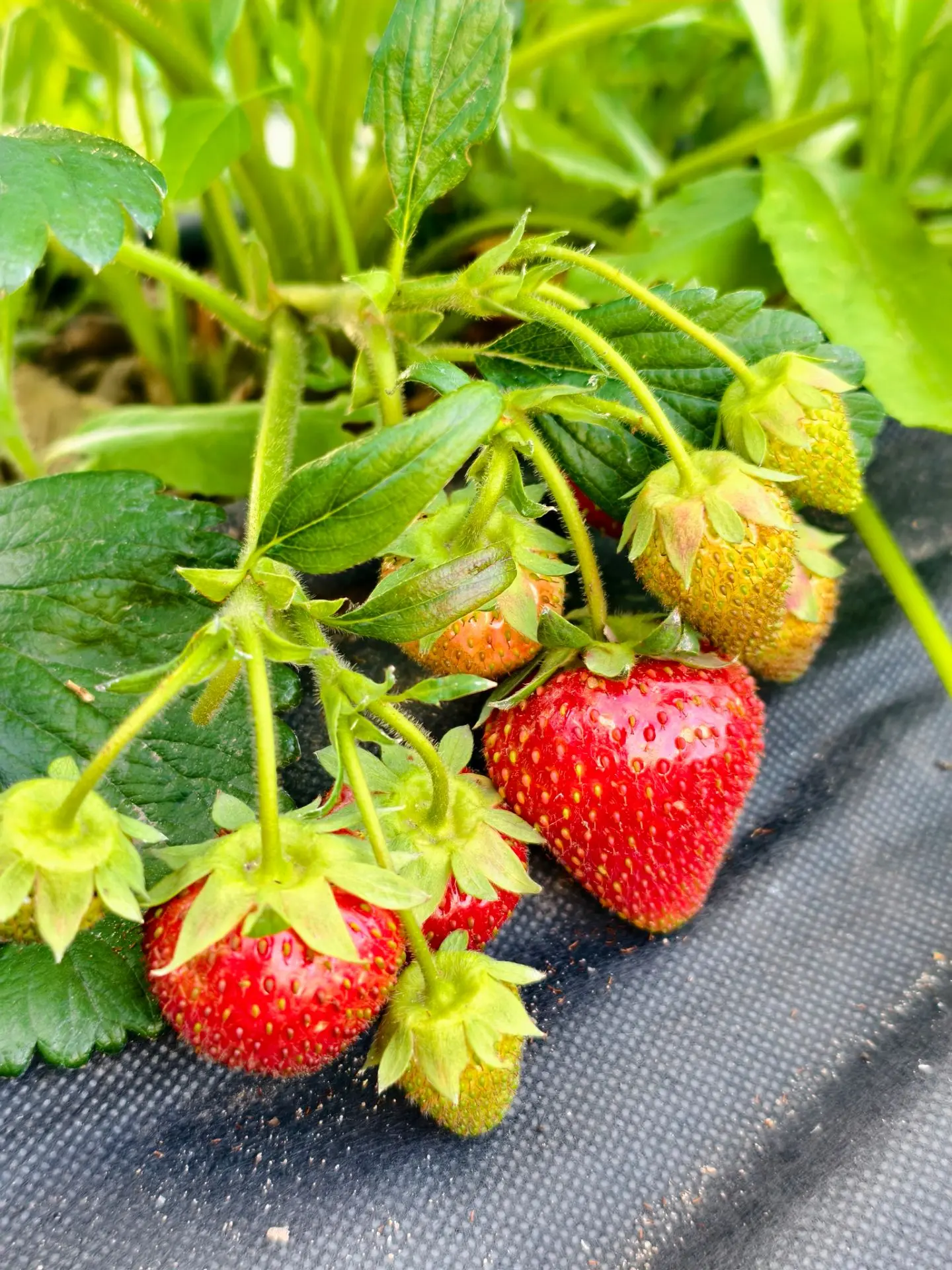 🍓 Уход за клубникой после плодоношения. 

1️⃣ Обрезка
- Удалите старые, пожелтевшие или поврежденны