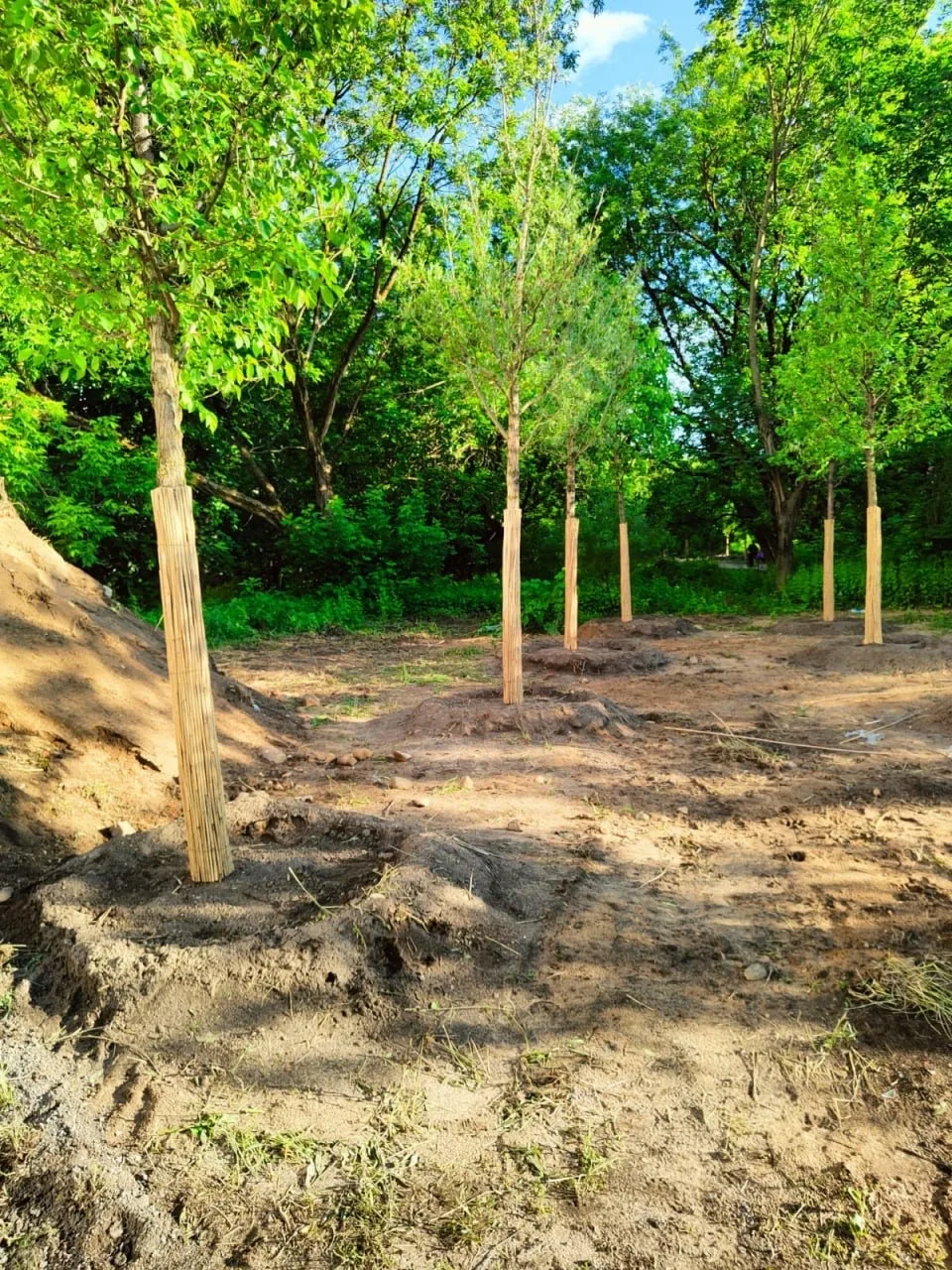 🌳 На набережной Новикова-Прибоя высадили более сотни деревьев

На набережной появились новые вязы, 