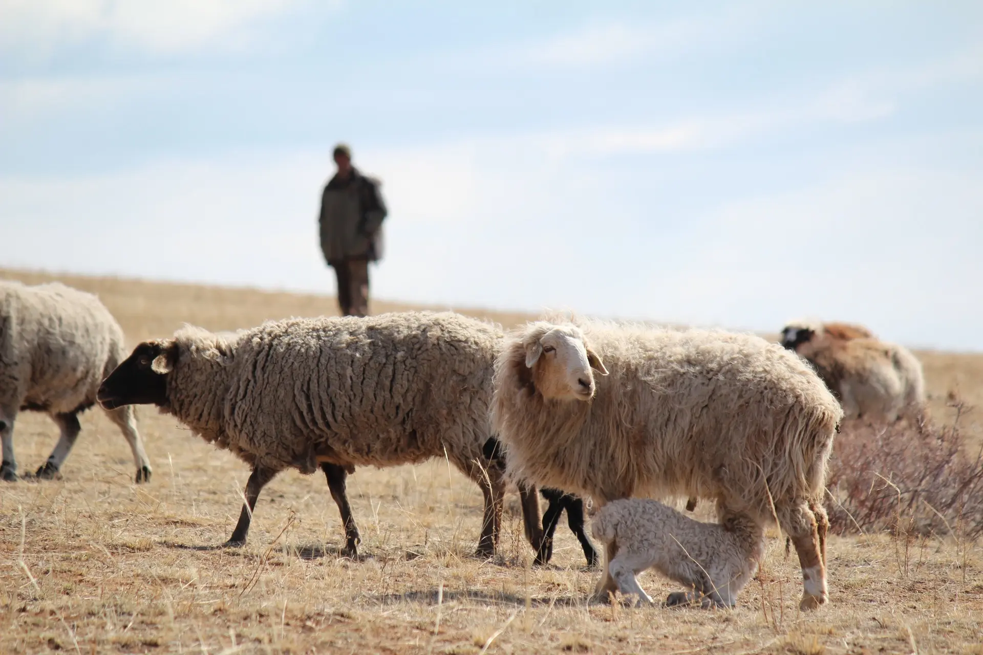🐏 Улан-удэнцы смогут купить баранину напрямую у овцеводов Бурятии