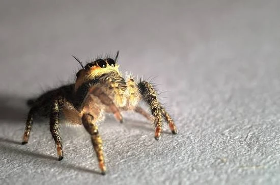 🕷 Единственный в мире паук-вегетарианец - Багира Киплинга
