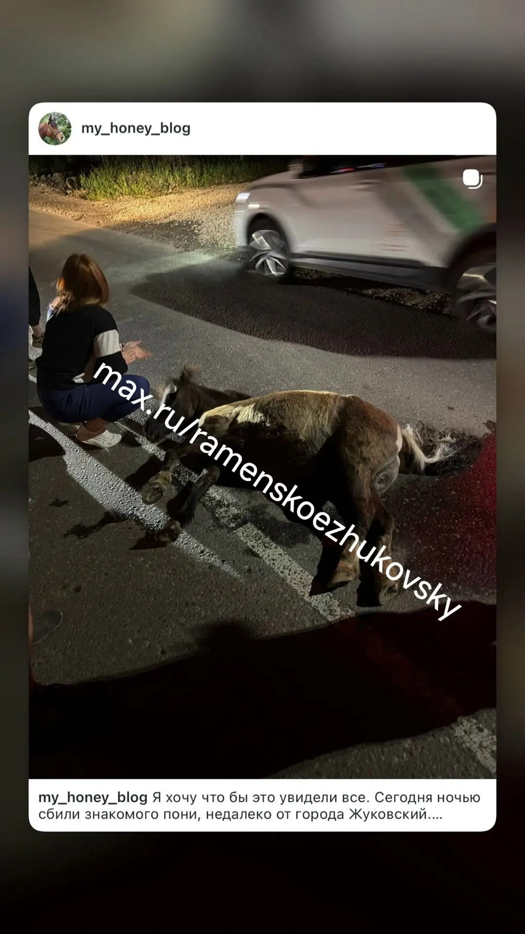 Здравствуйте! Прошу вас опубликовать новость об халатности местного конного клуба «Галант» чьи лошад