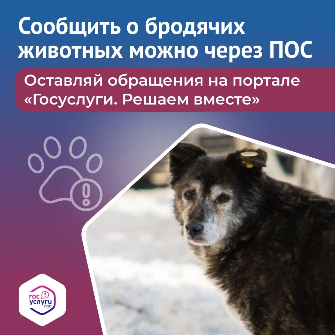 Беспокоят бродячие собаки во дворе? Сообщить о проблеме очень просто.
Сделать это можно через универ