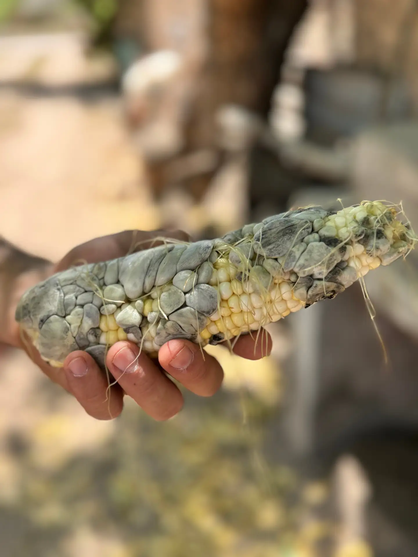 Горячая кукуруза? А может, лучше гнилая кукуруза? 🌽🤔