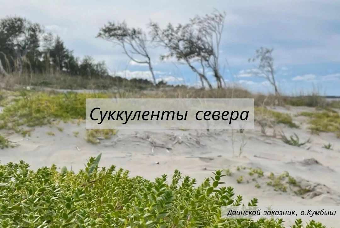 ⚡️🌱Суккуленты побережья Белого моря

На побережье Белого моря, в пределах Мудьюгского, Двинского, П