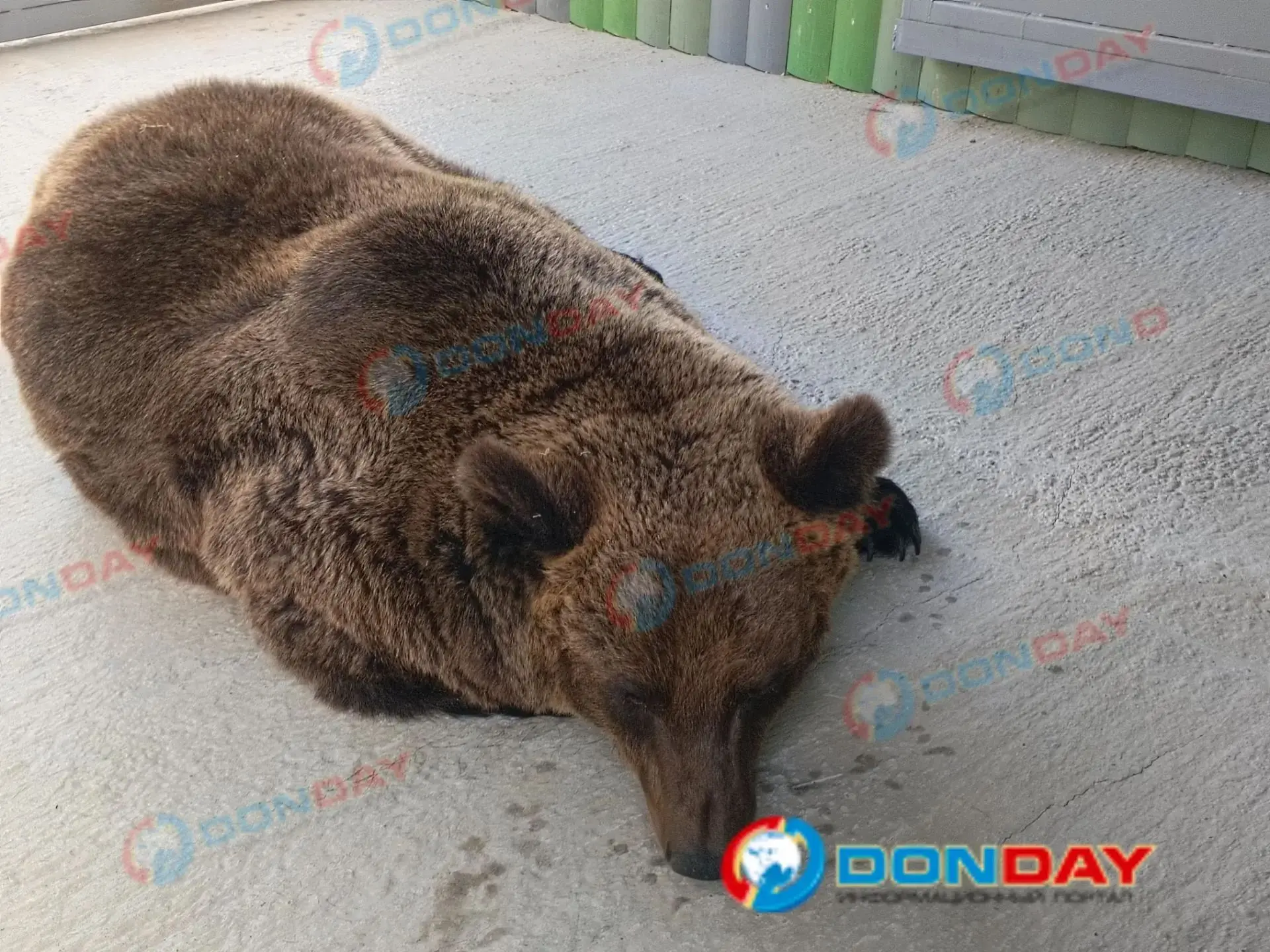 🐻🐻 Медведиц из «адского» зооуголка перевозят в Ростовский зоопарк