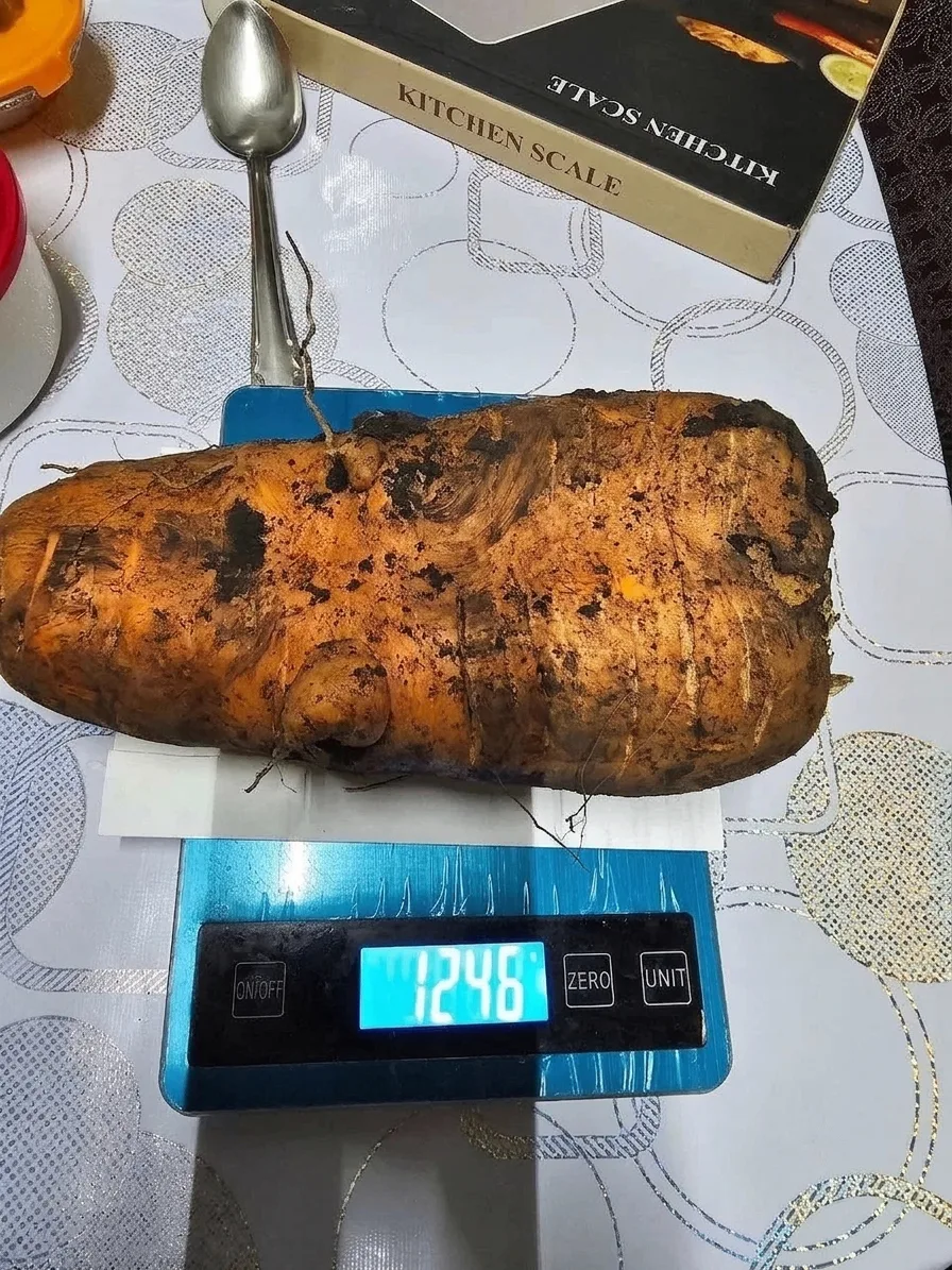 😱Посмотрите, какую гигантскую морковь вырастили в Буинском районе