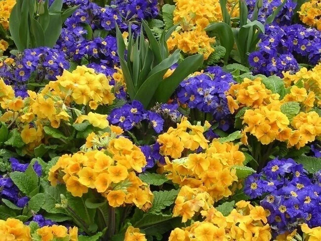 Примула💛💜