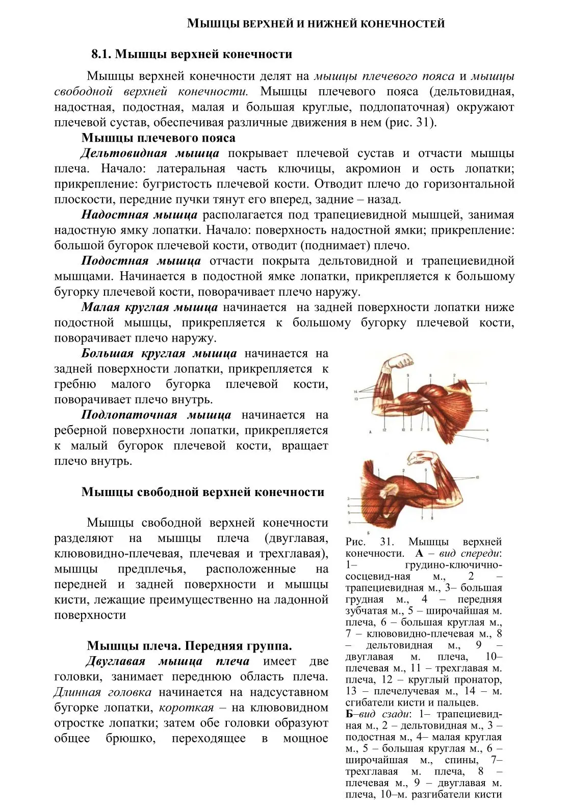 Мышцы верхних и нижних конечностей