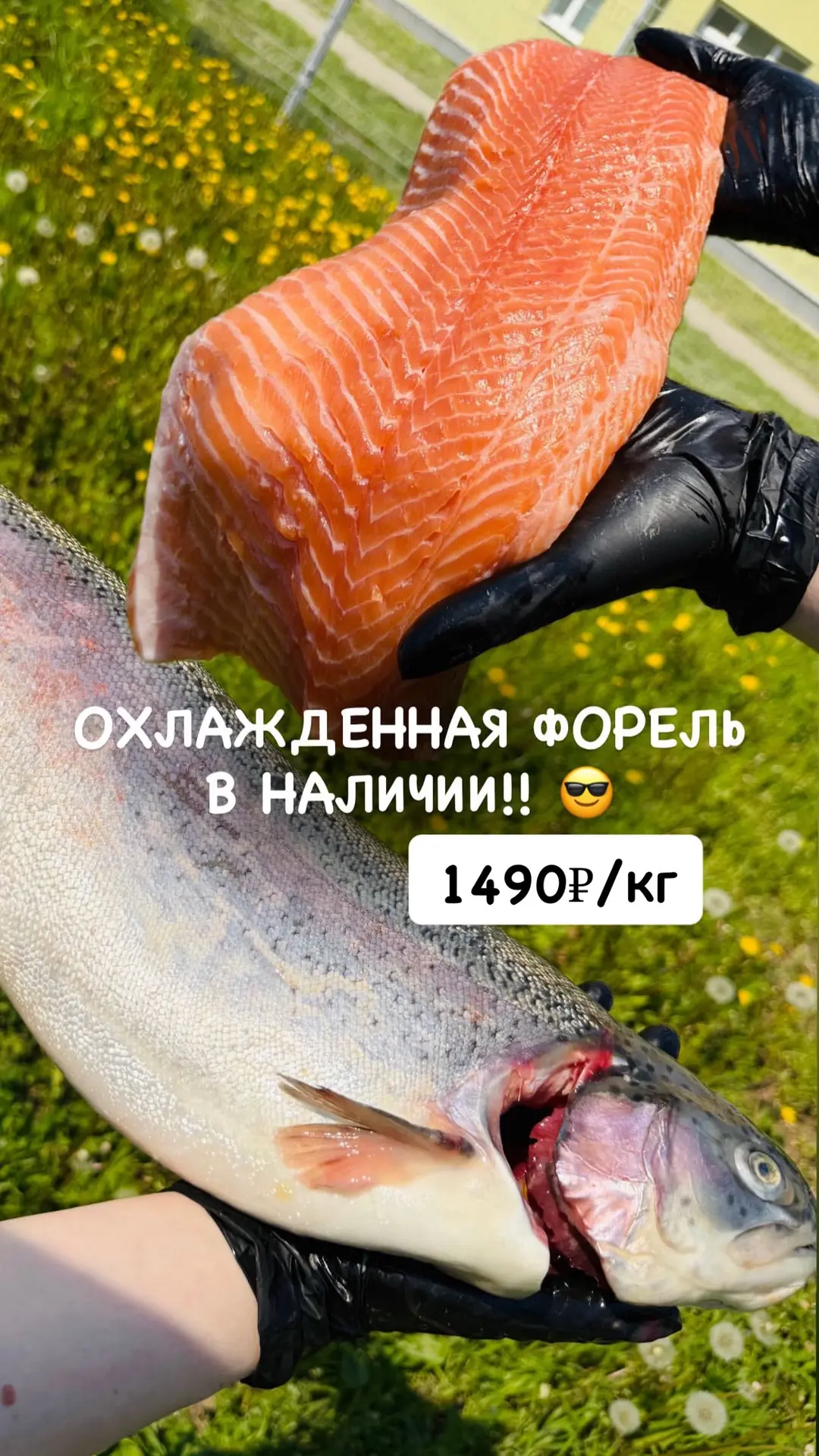 Охлажденная форель во всех магазинах* 😍
