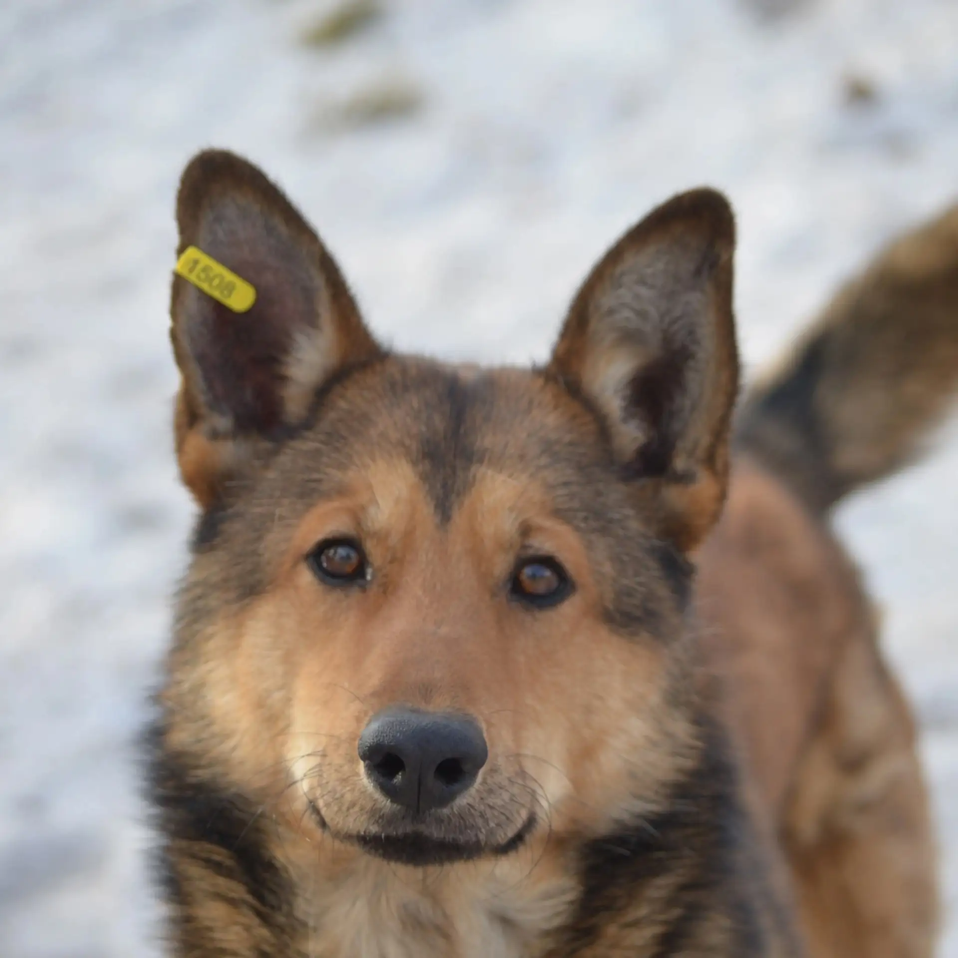 МИККИ 🐕 ГОТОВ К ВСТРЕЧЕ С ЛУЧШИМ ДРУГОМ В СВОЕЙ ЖИЗНИ❗ 
 
Кобель, молодой, игривый и ласковый. Возр