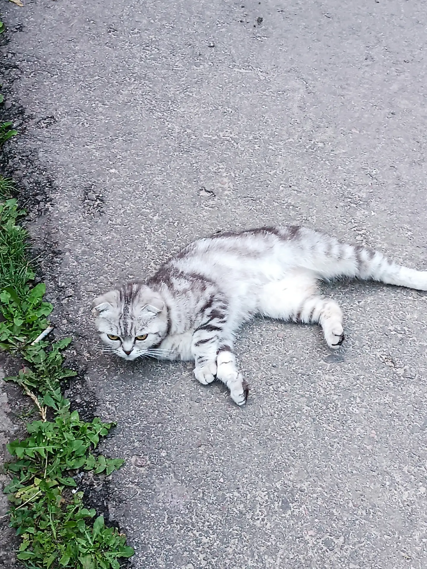 Нашлась кошечка в Выдвиженце по ул. Мира. Видно, что домашняя была. Без хвостика, с оше...