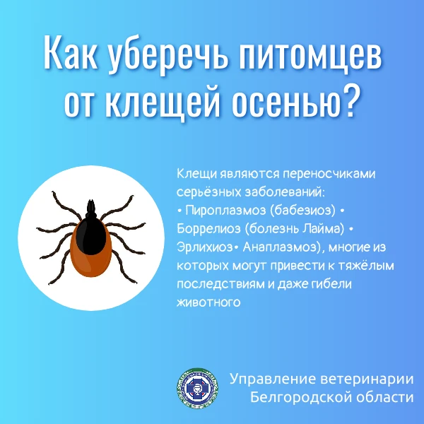 Распространённое мнение, что клещи опасны только весной и в начале лета, ошибочно. Они ...