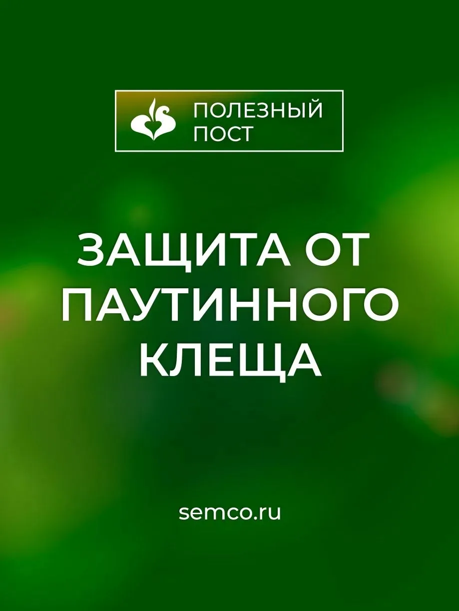🕷Защита от паутинного клеща.

Среди всех вредителей овощных культур один из самых коварных – это па