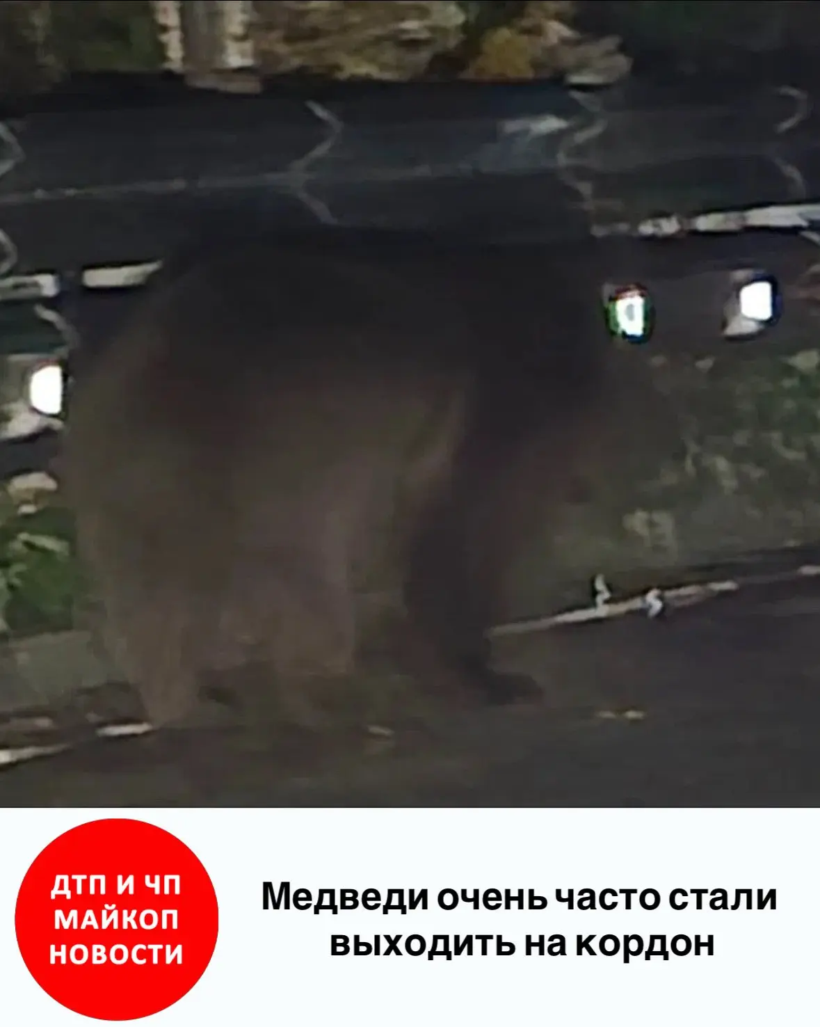 Читатели сообщают, что медведи очень часто стали выходить на кордон.