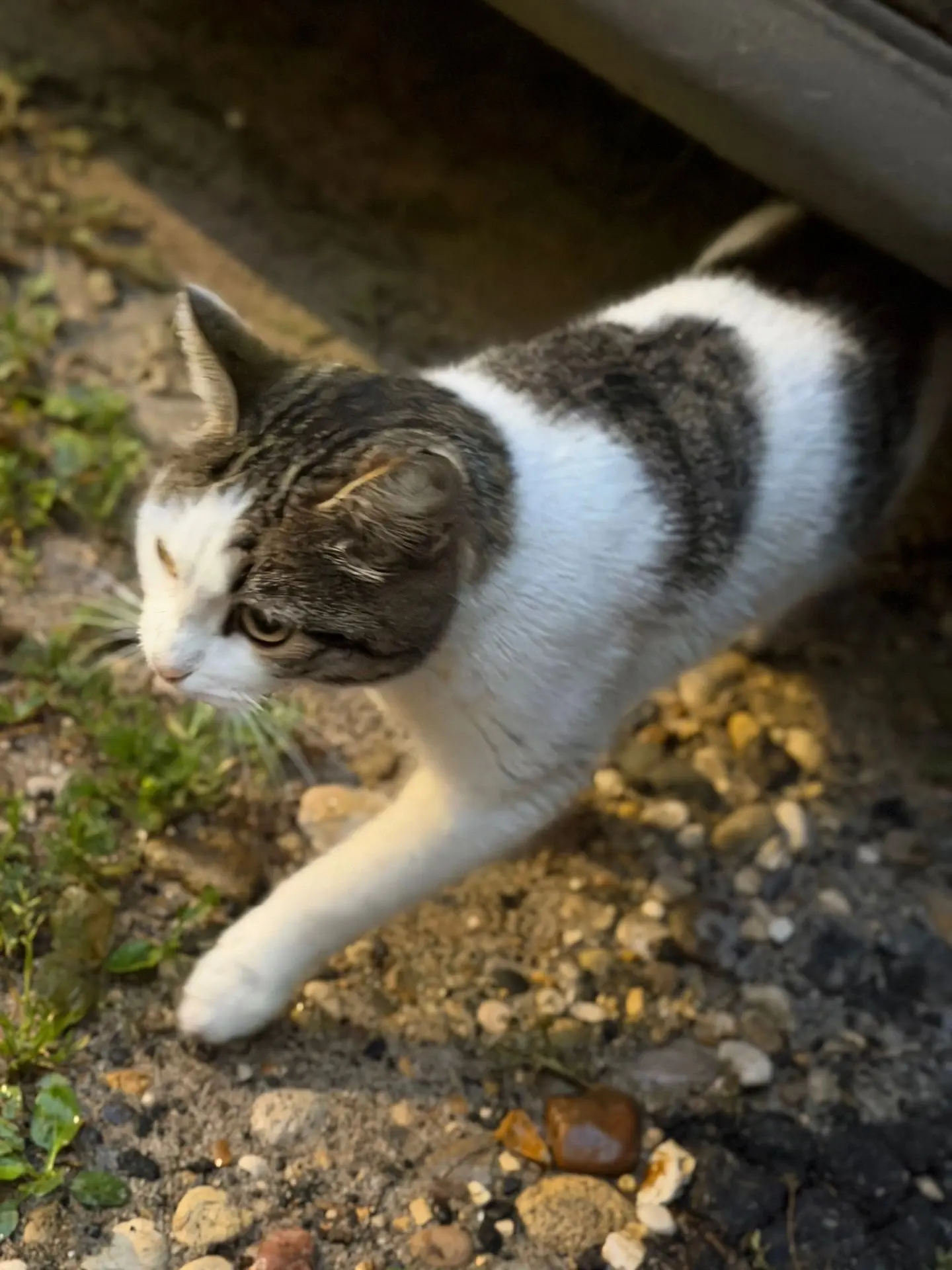 Чья кошечка или котик❓❗