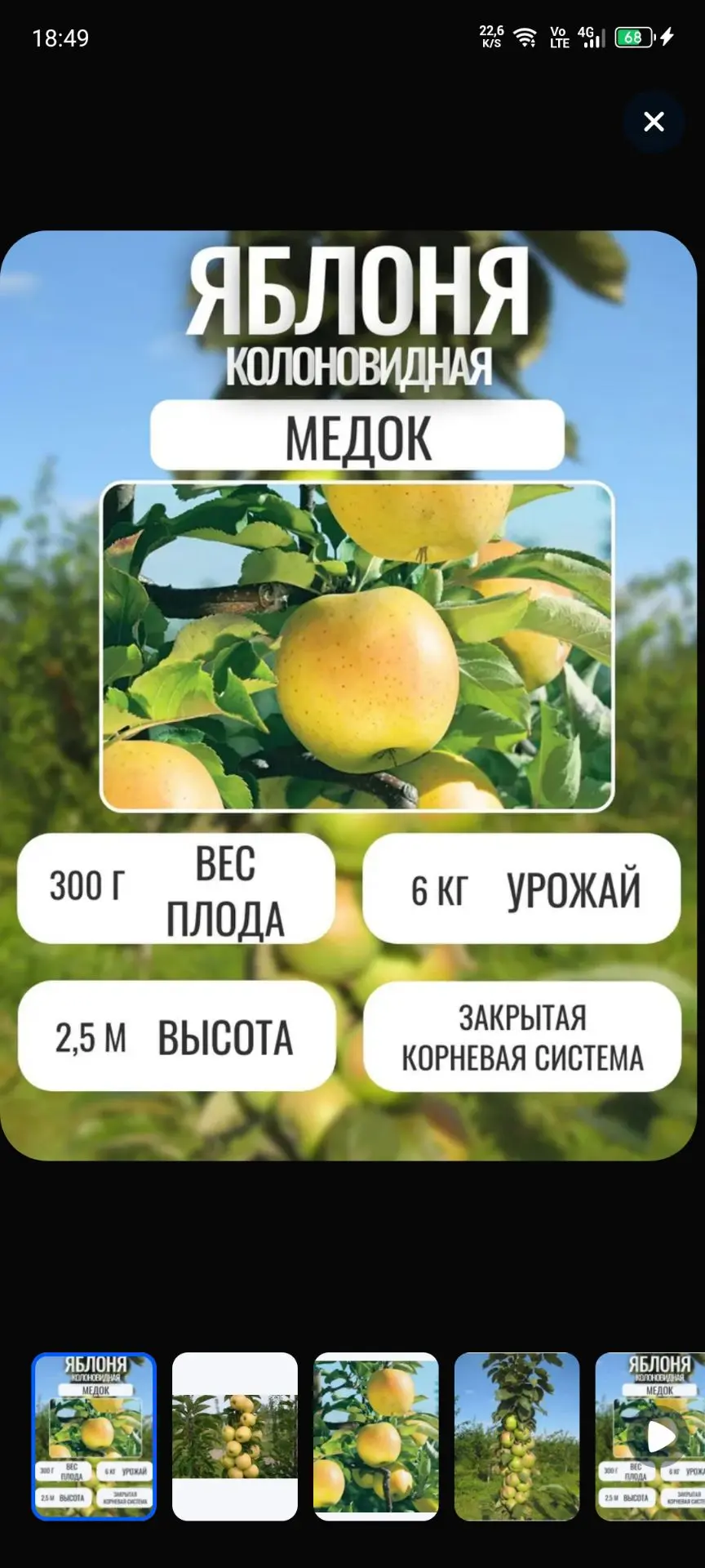 Заказала еще такие саженцы. Интересненько что вырастет 🤔У кого нибудь есть колоновидны...
