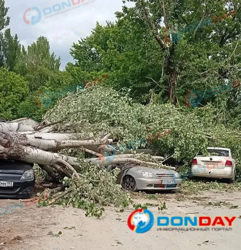 ‼️Еще один человек пострадал из-за упавшего дерева в Ростове