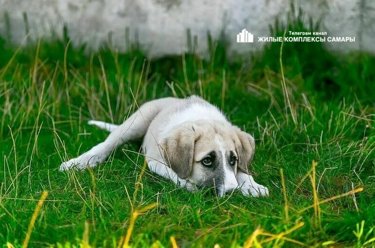 ‼️За домашних любимцев будут штрафовать чаще.