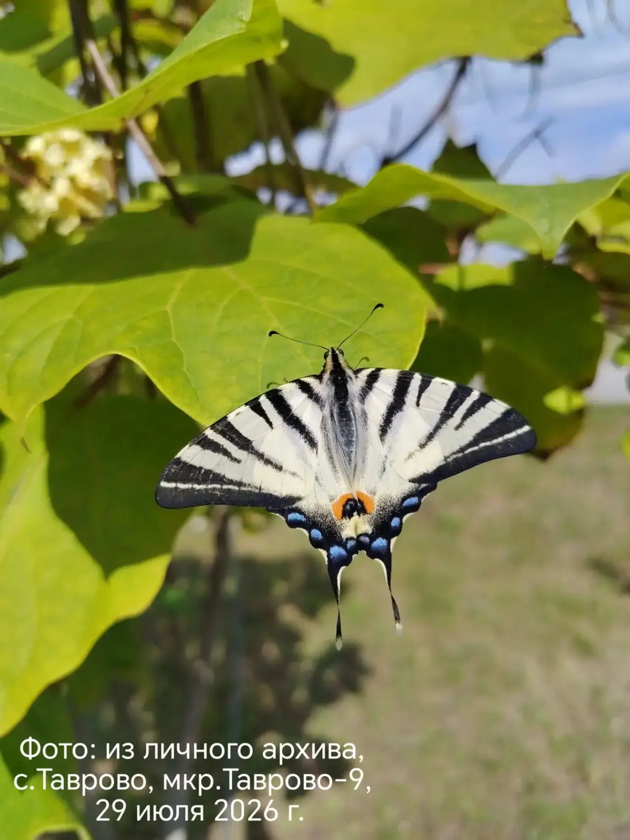 📸 Рубрика «Фотогенично»
🦋 Крылатый аристократ: знакомимся с бабочкой подалирием. 
✨ Вы когда-нибуд