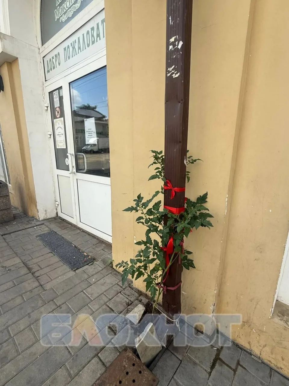 Помидоры проросли сквозь плитку на улице Станиславского 🍅

Их даже подвязали

Новости Ростова-на-До