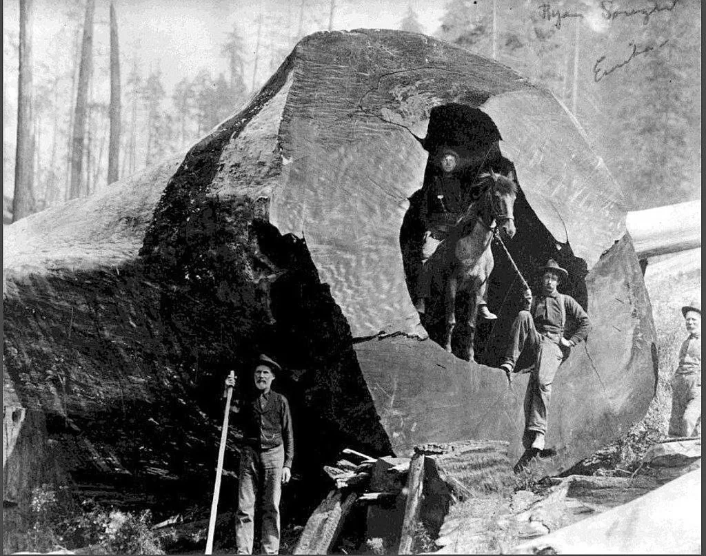 Историческая фотография из истории лесозаготовок в США (Калифорния и река Гудзон у водо...