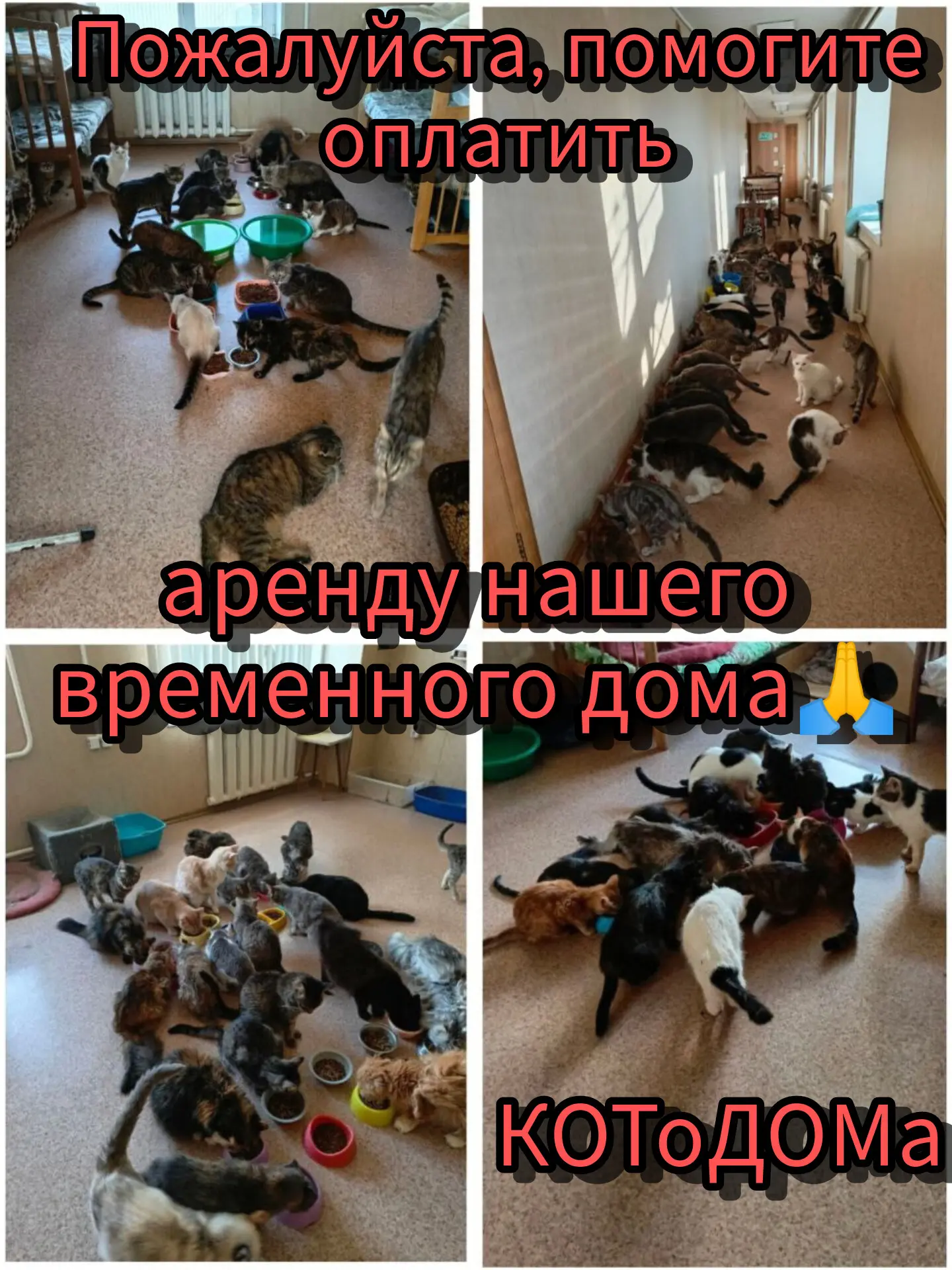 📚 🚨 Срочный Сбор на Аренду КОТоДОМа!  Не Бросайте Нас 🙏