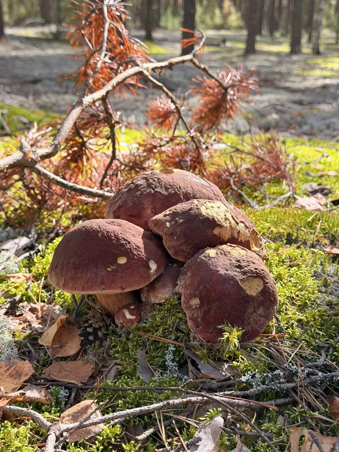🍄‍🟫😍 Отличное воскресное утро начинается так