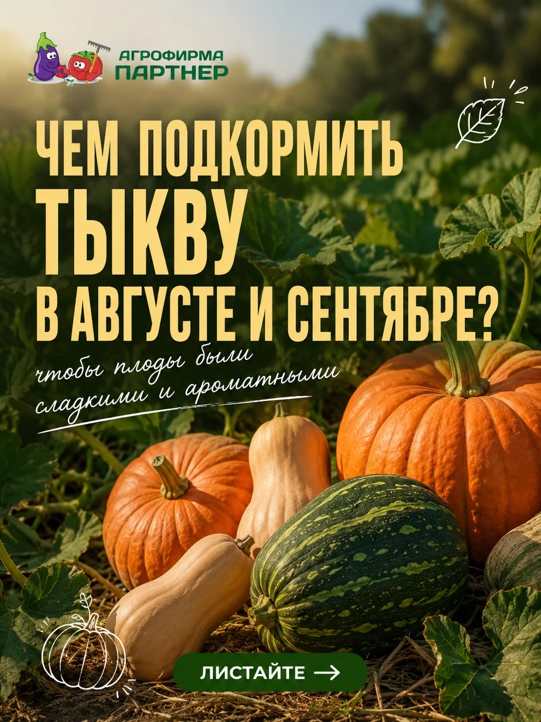 🎃 ЧЕМ ПОДКОРМИТЬ ТЫКВУ В КОНЦЕ ЛЕТА?