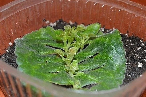 🌱 Простой способ размножения фиалок и глоксинии