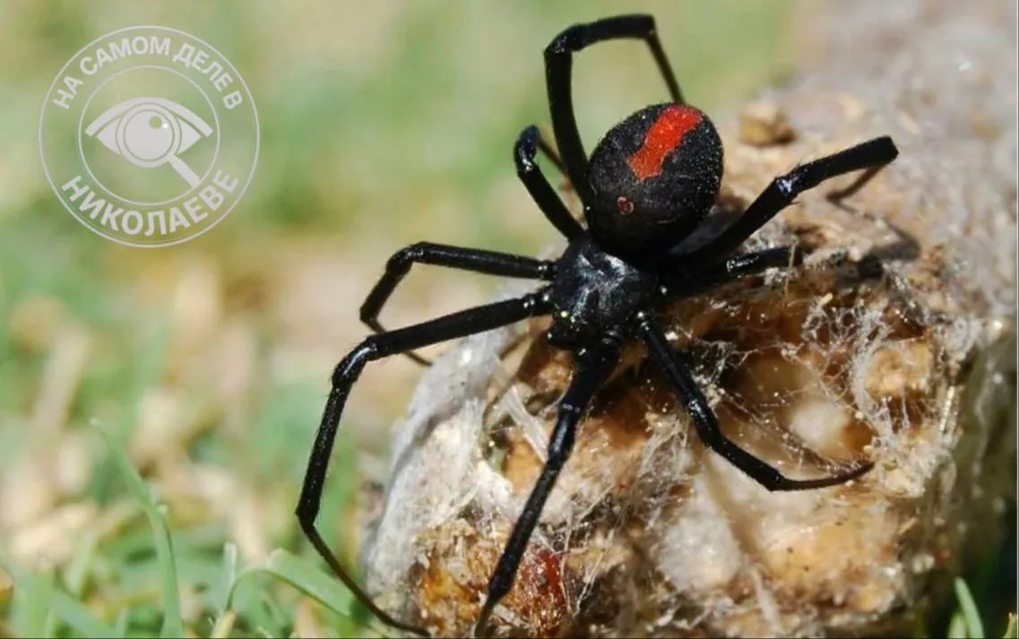 🕷 На Николаевщине начался сезон каракуртов
