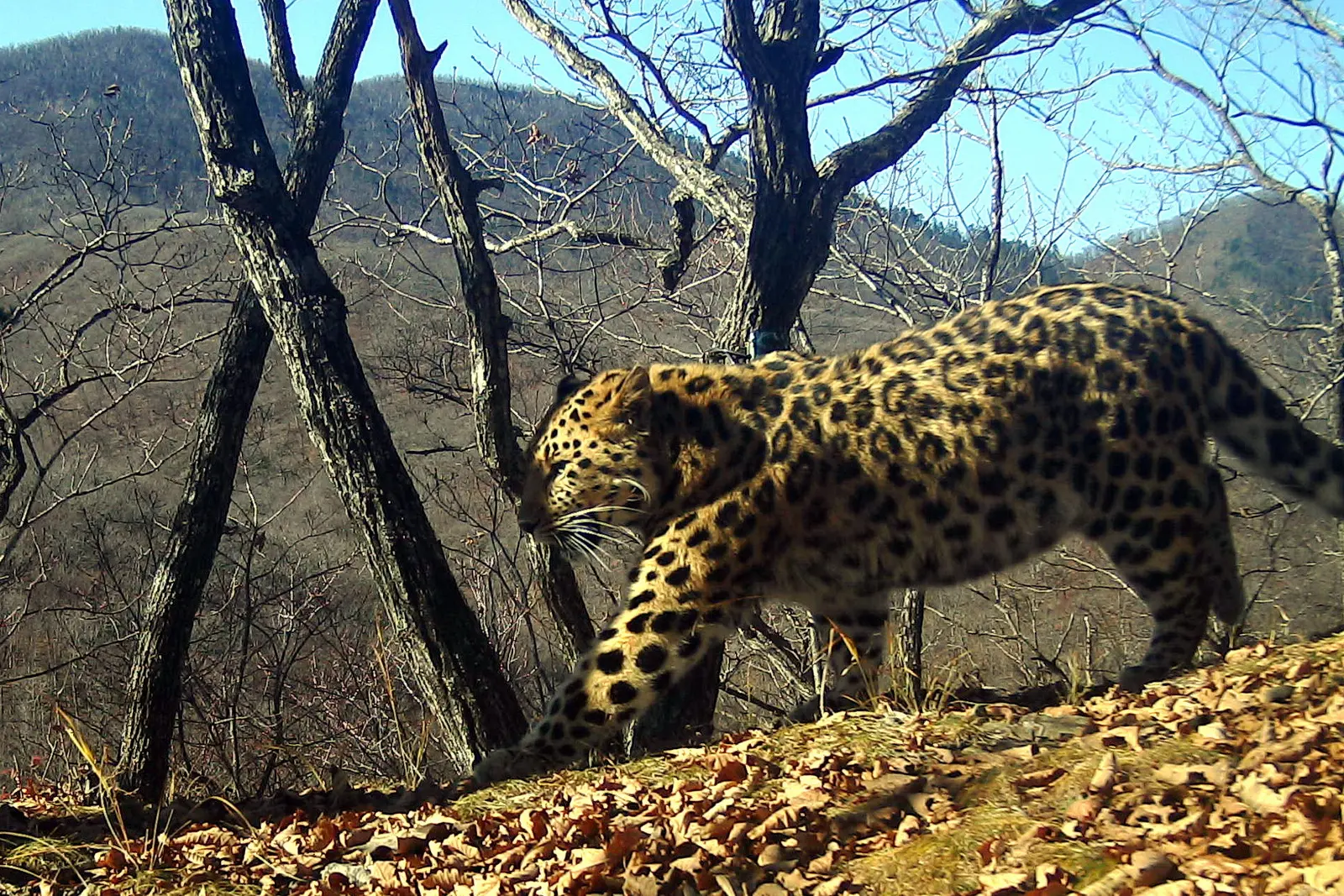 Знакомьтесь — Leo 285M, у которого появилось имя — Юнги 🐆  Молодой самец дальневосточного леопарда L