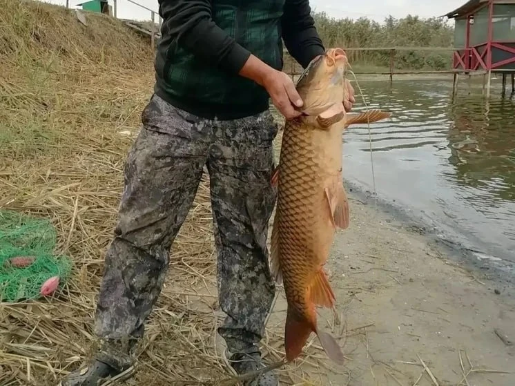 🎣 Сазан-ГИГАНТ весом 13,5 кг попался рыбаку в Азове