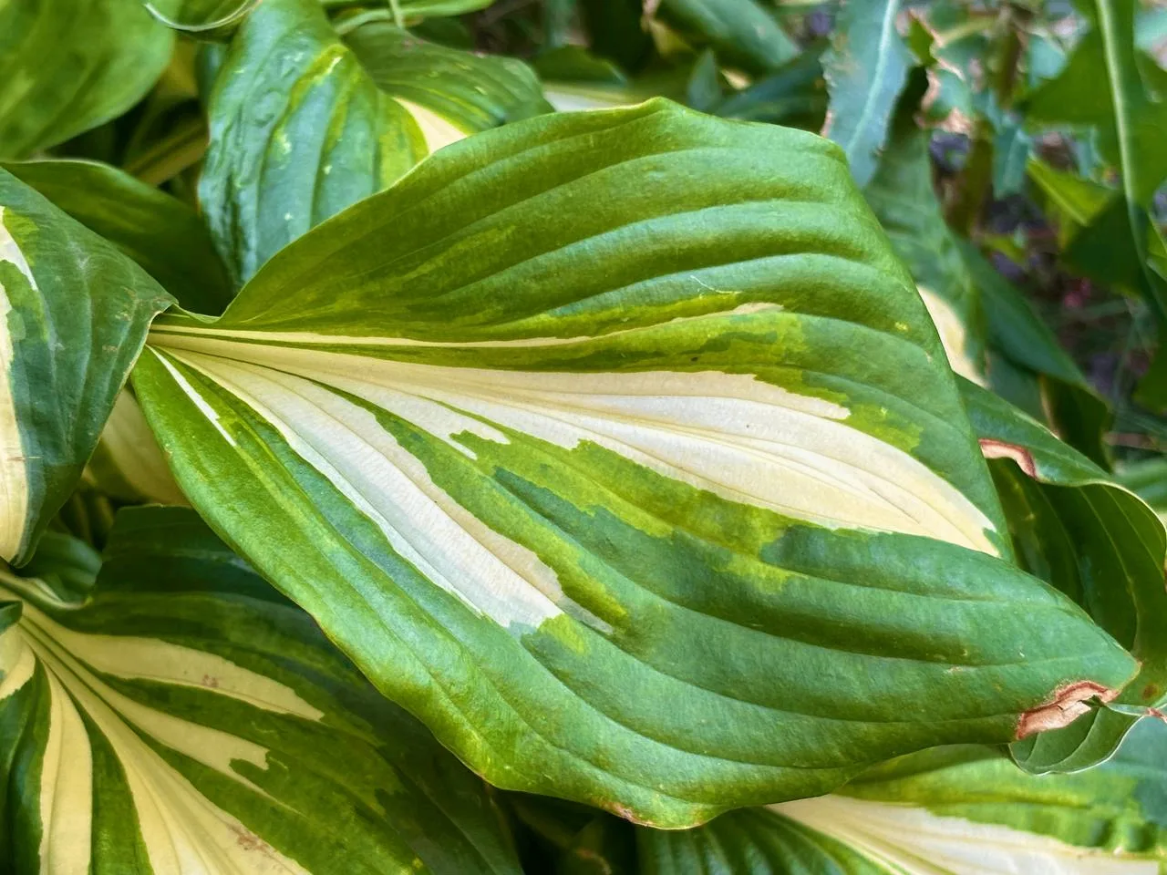🌱У каждого листа свой почерк.