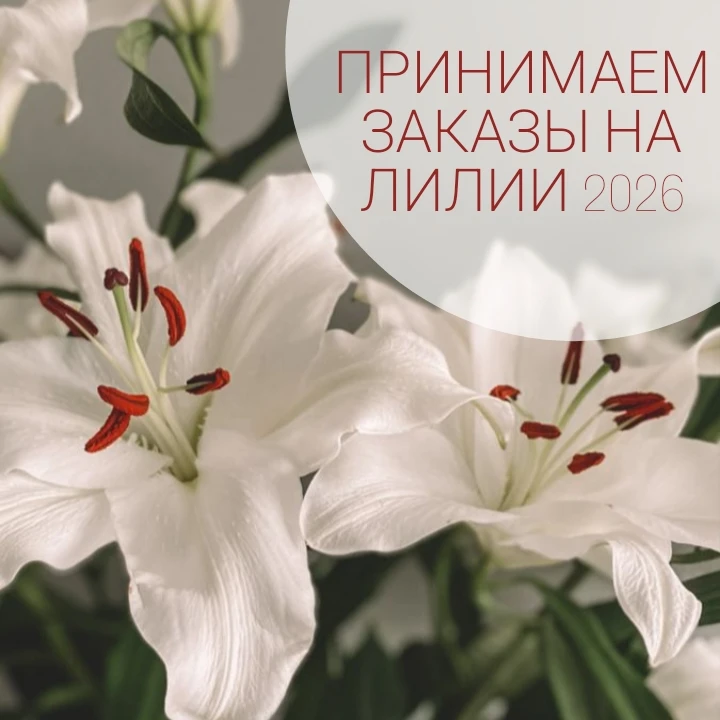 Принимаем заказы на клубни лилий на новый сезон! 🌸