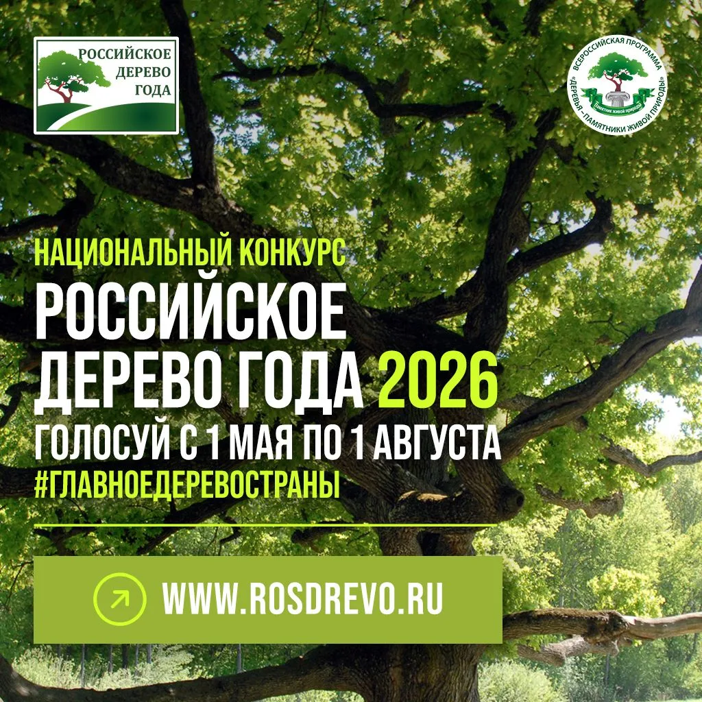 🌳 Выбираем Российское дерево года – 2026!